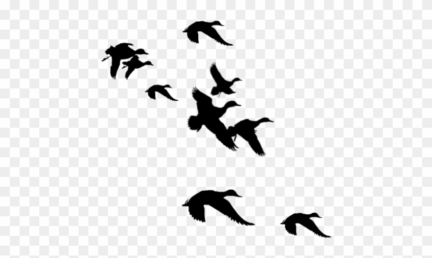 Download flying duck silhouette clipart 10 free Cliparts | Download ...