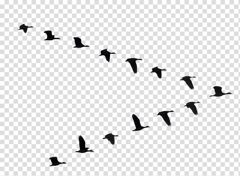 flock of flying geese silhouette illustration transparent.