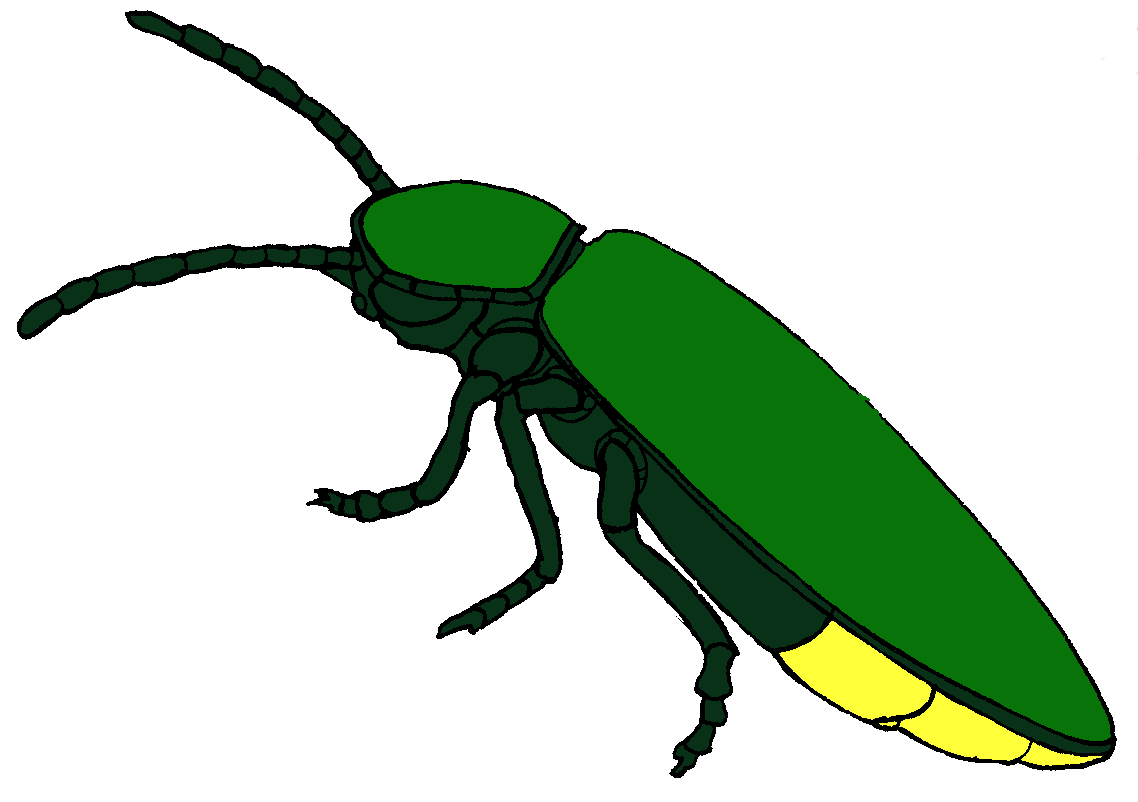 Flying insect clipart 20 free Cliparts | Download images on Clipground 2020