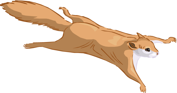 Flying Squirrel Clipart.