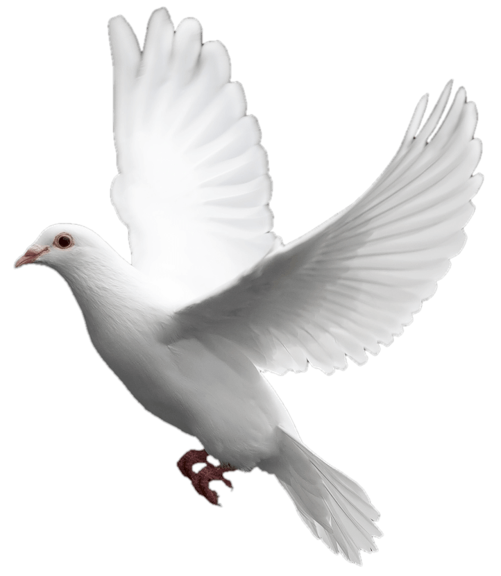 Pigeons HD PNG Transparent Pigeons HD.PNG Images..