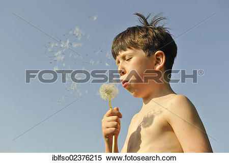 Stock Image of "Boy, 7 years, blowing a dandelion clock making its.