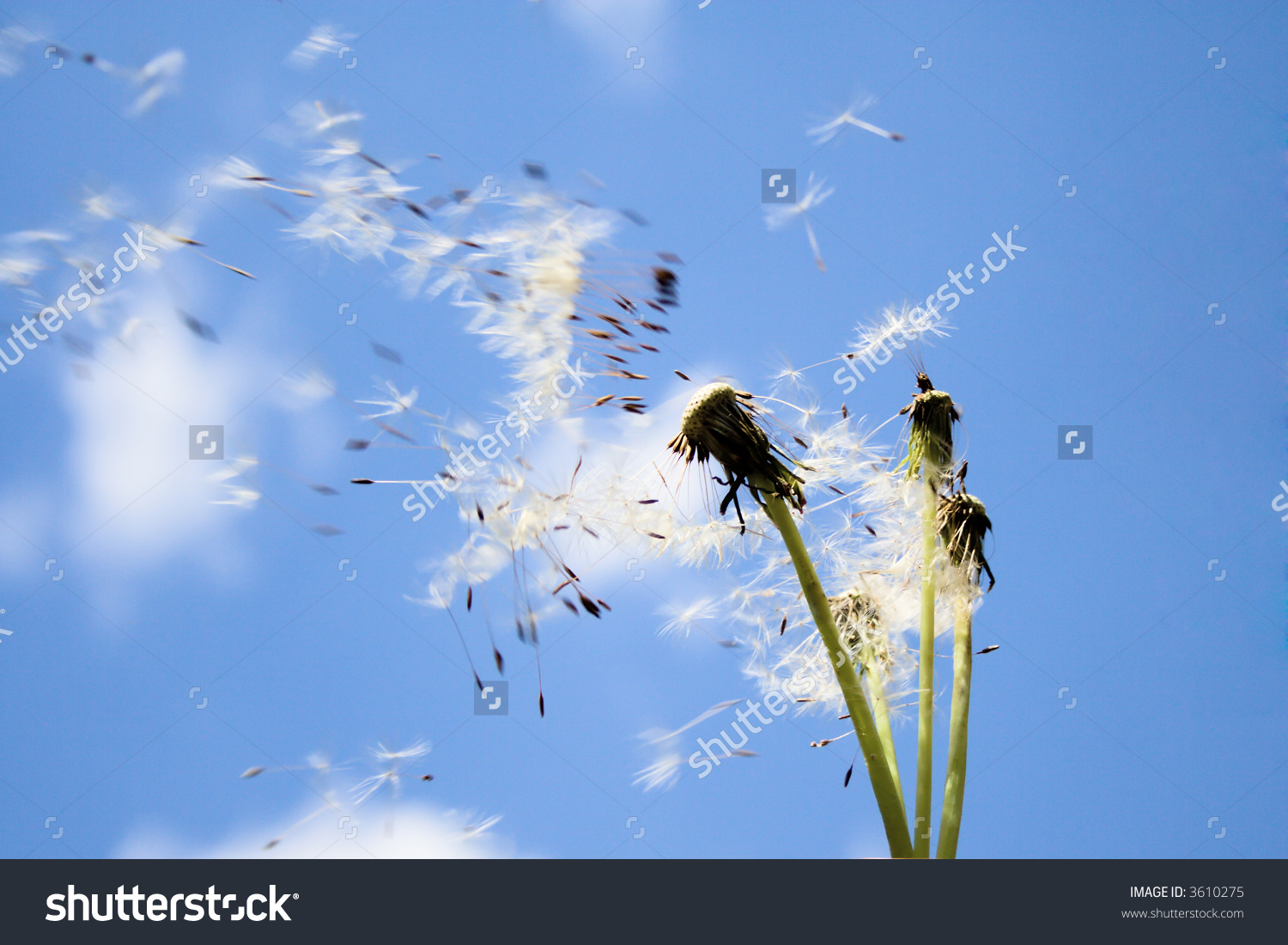 Dandelion Seeds Flying Down Wind Stock Photo 3610275.
