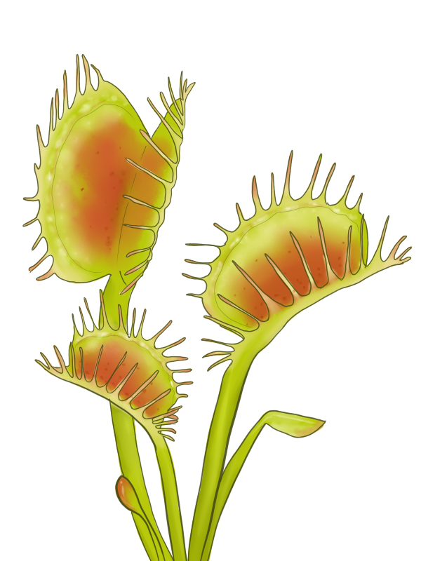 Flytrap clipart 20 free Cliparts | Download images on Clipground 2022