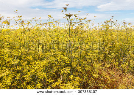 Foeniculum Vulgare Banco de imágenes. Fotos y vectores libres de.