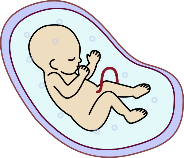 Human Fetus Clip Art at Clker.com.