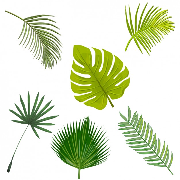 palm tree leaf clipart 20 free Cliparts | Download images on Clipground