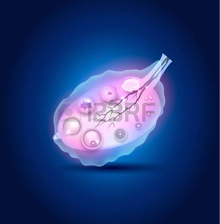 92 Follicles Stock Vector Illustration And Royalty Free Follicles.