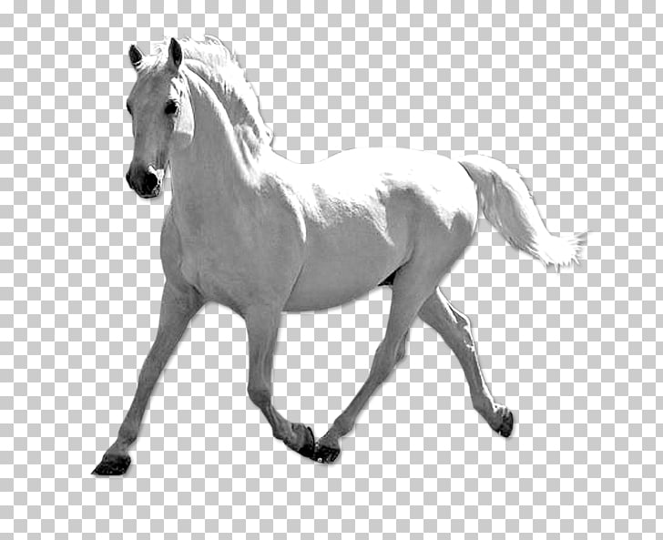 Mustang semental pony brida fondo blanco, caballo blanco PNG.