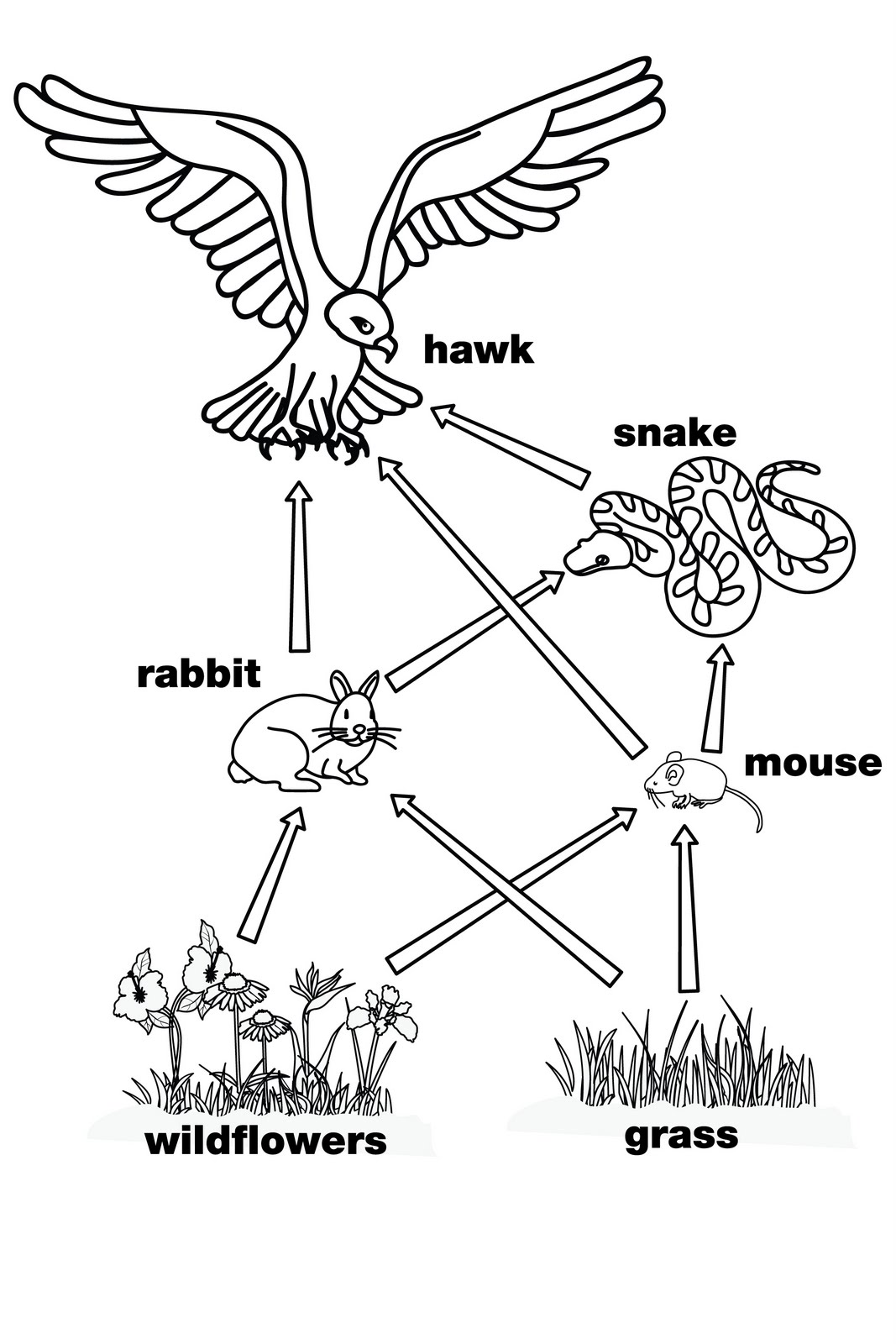 Food Chain Clipart Black And White.