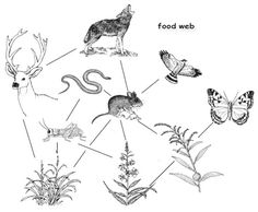 food chain clipart black and white 20 free Cliparts | Download images