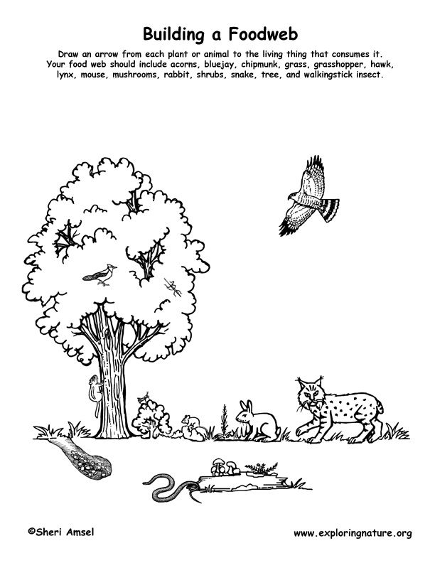 food chain clipart black and white 20 free Cliparts | Download images
