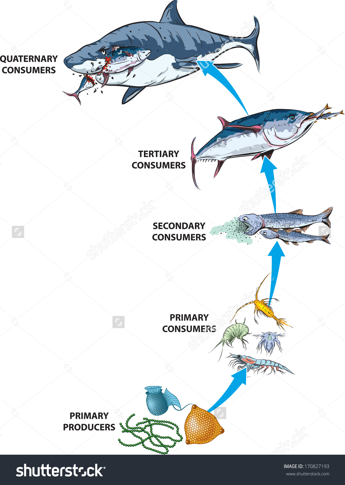 food chain clipart black and white - Clipground