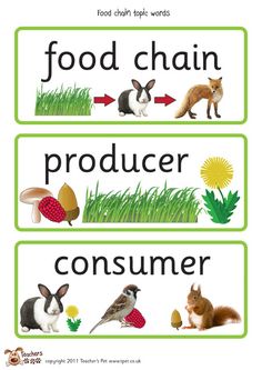 This is a food web. The food web shows the energy flow through.