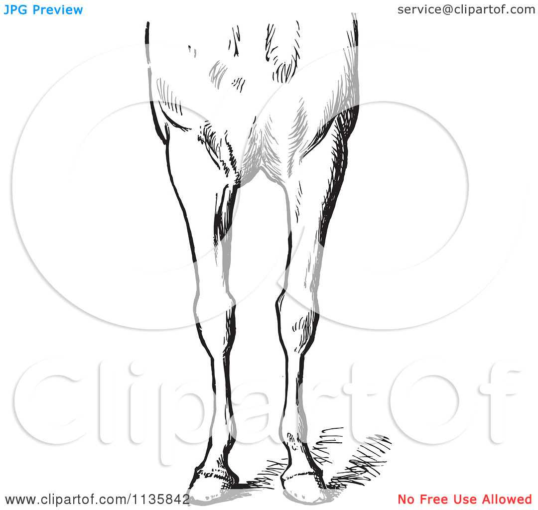Clipart Of A Retro Vintage Engraved Horse Anatomy Of Bad.
