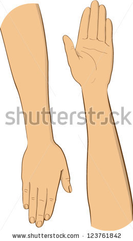 Forearms Stock Vectors, Images & Vector Art.