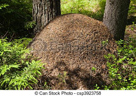 Big ant hills forest Images and Stock Photos. 88 Big ant hills.