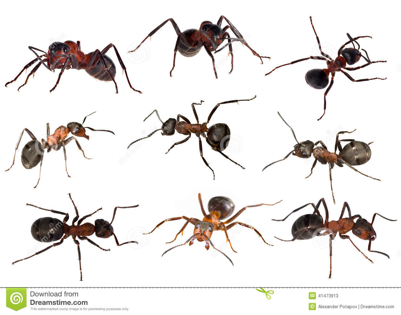 Nine Forest Ants Isolated On White Stock Photo.