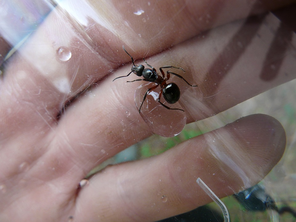 Free photo Ant Ant Queen Forest Ant Queen Nature Wood Ant.