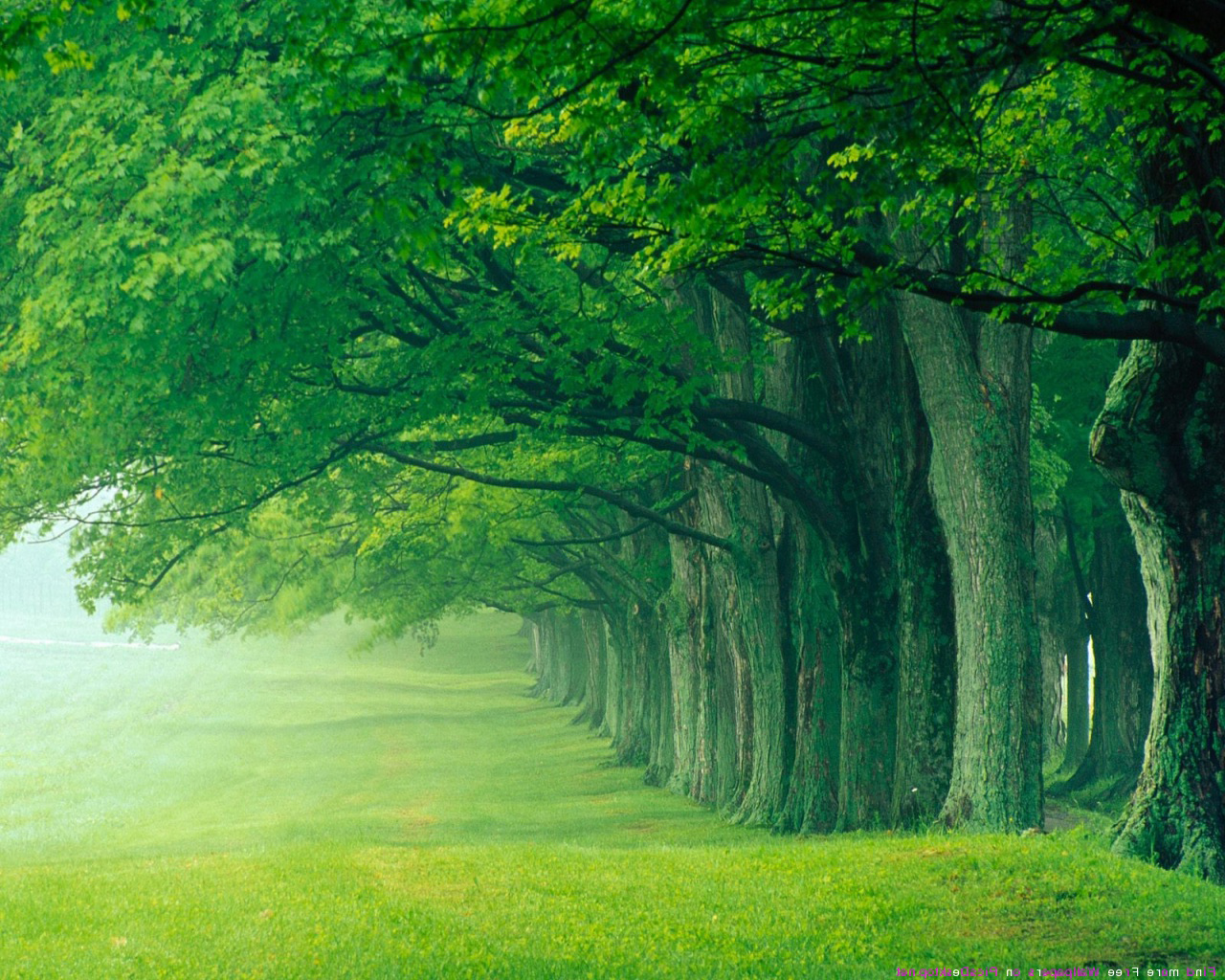 Beautiful Green Forest Background.