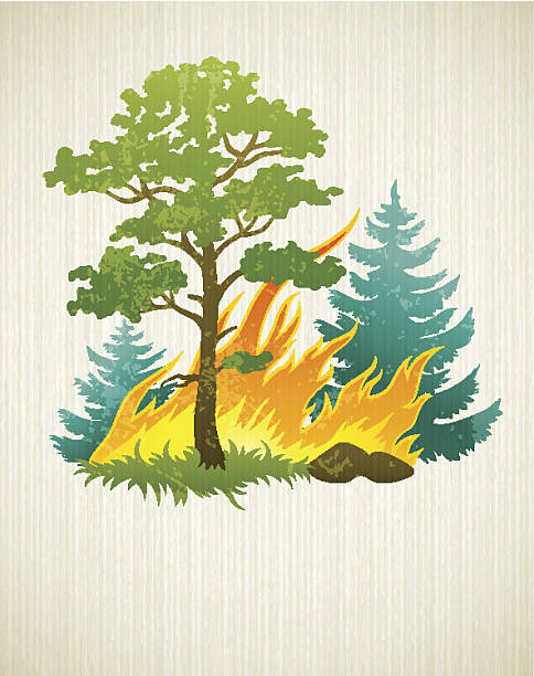 Best Forest Fire Illustrations, Royalty.