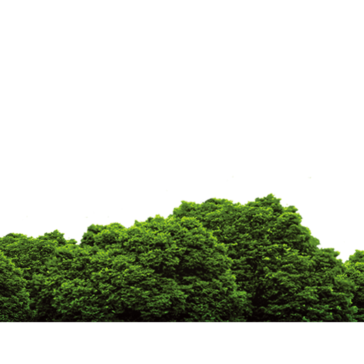 forest png 10 free Cliparts | Download images on Clipground 2021