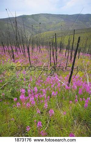 Stock Images of yukon territory, canada; fireweed, or rosebay.
