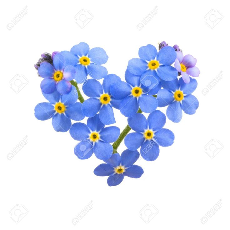 Forget Me Not Vector at GetDrawings.com.