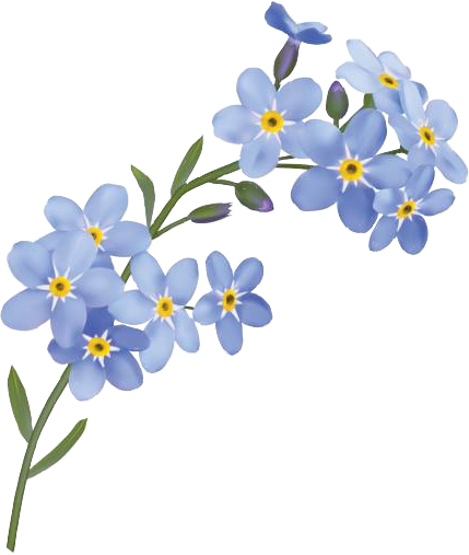 HD #forgetmenot #flowers #freetoedit.