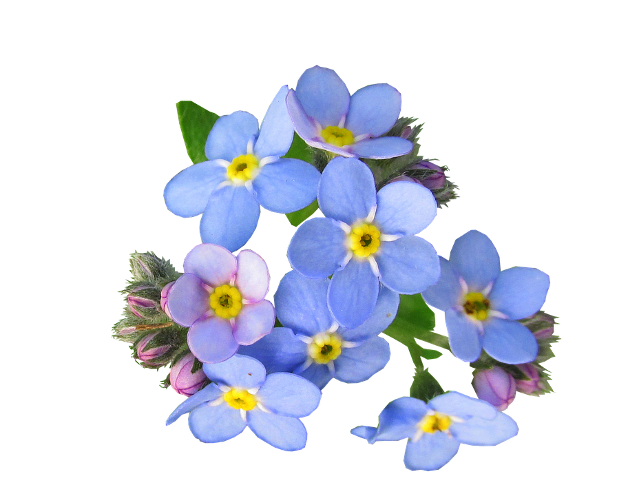 Forget Me Not Flower Png 10 Free Cliparts Download Images On Clipground 2024 4023