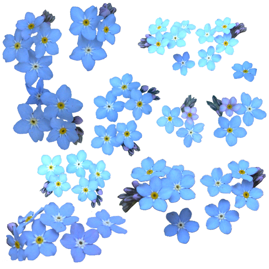 Download Forget Me Not Clipart HQ PNG Image.