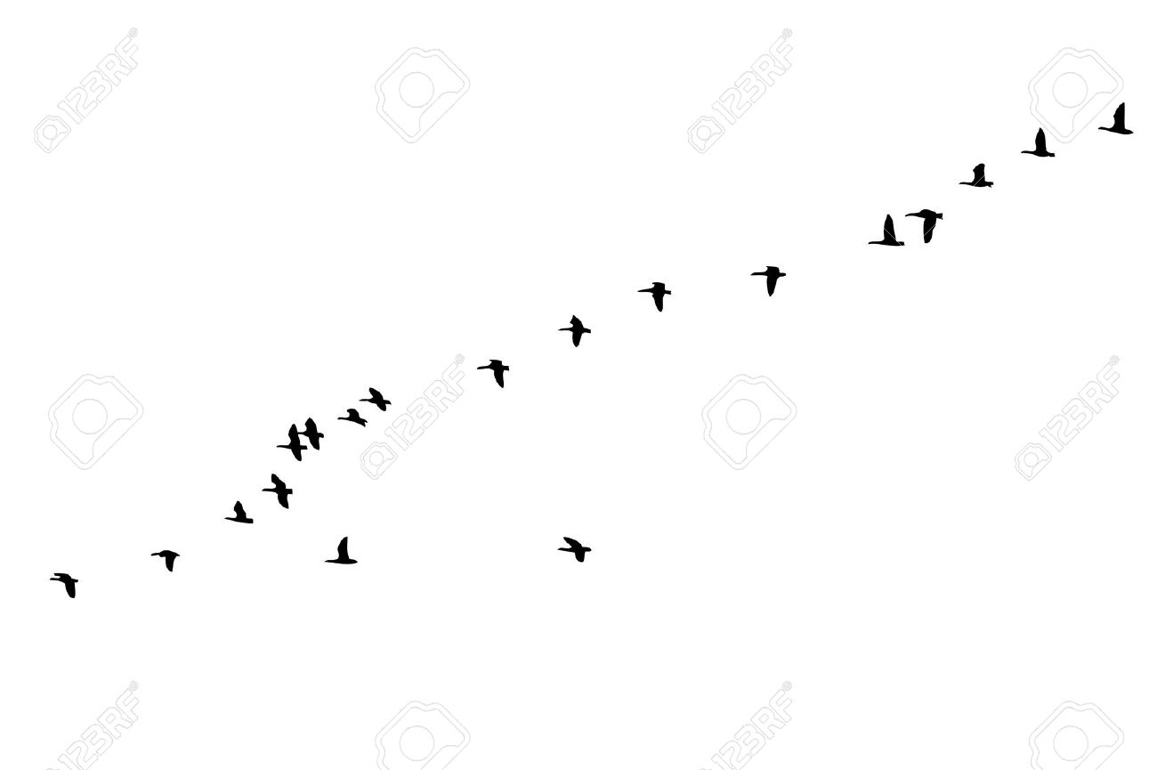 Flock Of Geese In Formation Flight Over White Royalty Free.