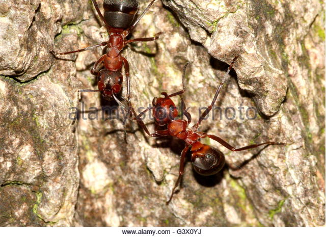 Horse Ant Stock Photos & Horse Ant Stock Images.