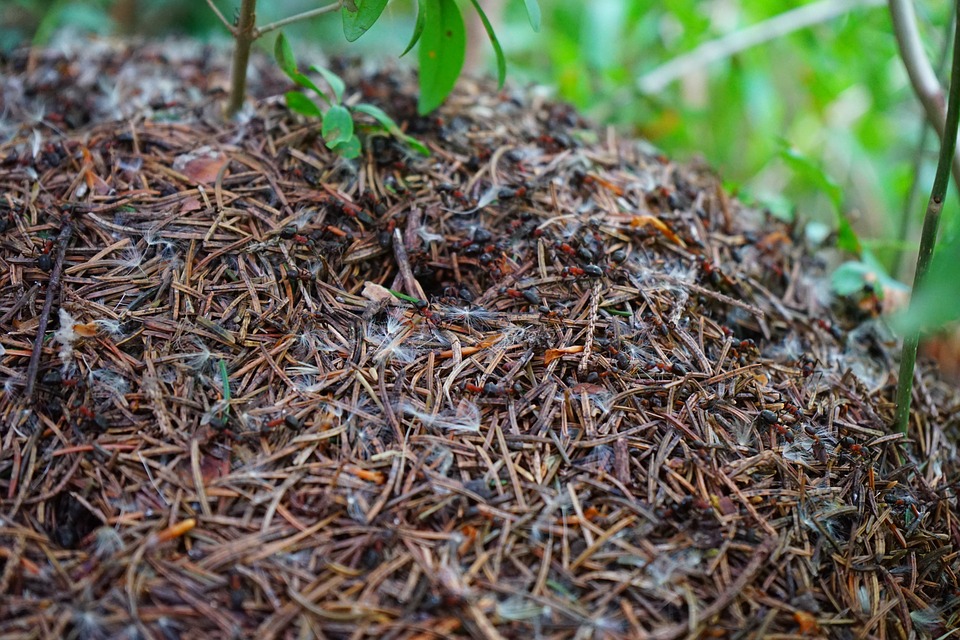 Free photo Formica Polyctena Ant Wood Ants Forest Ant Hill.