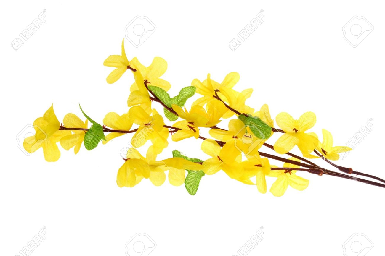 Forsythia Flowers On The White Background Stock Photo, Picture And.