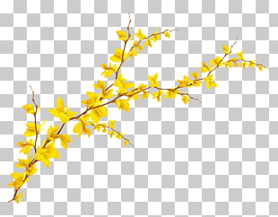 74 forsythia PNG cliparts for free download.