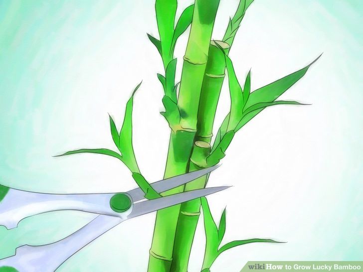 How to Grow Lucky Bamboo: 12 Steps (with Pictures).