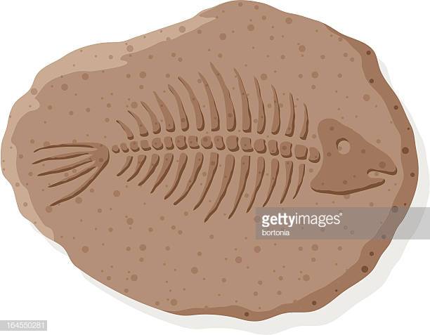 fossil images clip art 10 free Cliparts | Download images on Clipground