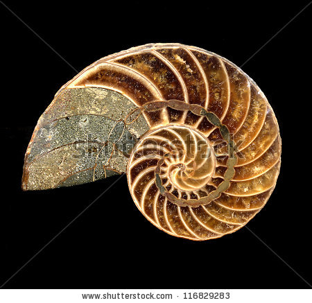 Fossil Nautilus Shell Stock Photo 116829283.