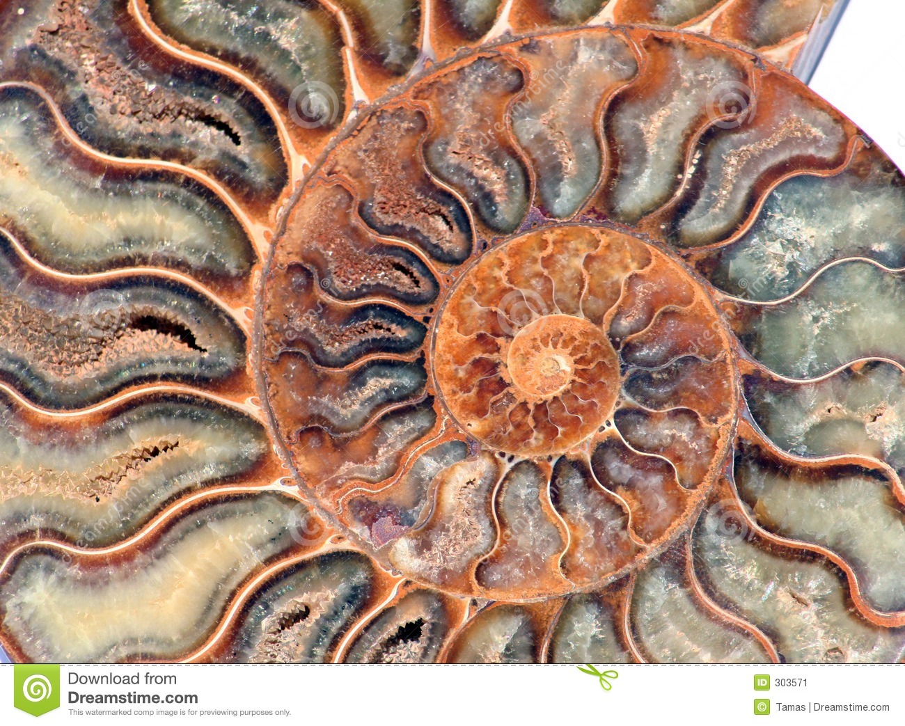 Nautilus Fossil Detail Stock Image.