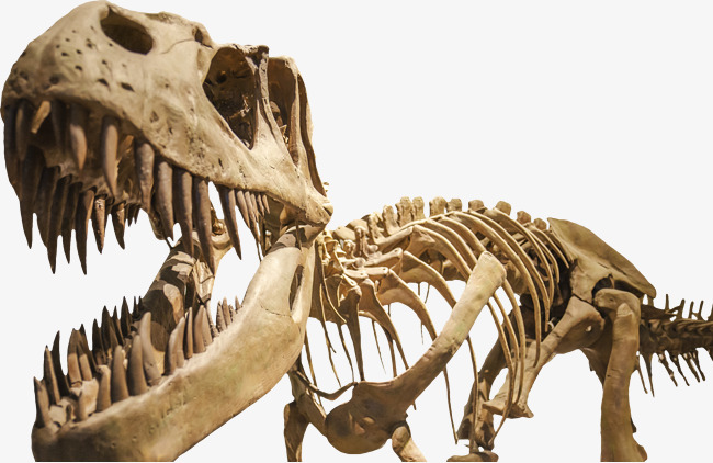 Dinosaur Fossils Png & Free Dinosaur Fossils.png Transparent Images.
