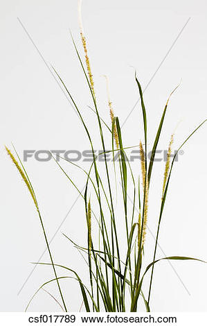 Stock Photograph of Pennisetum fountain grass against white.