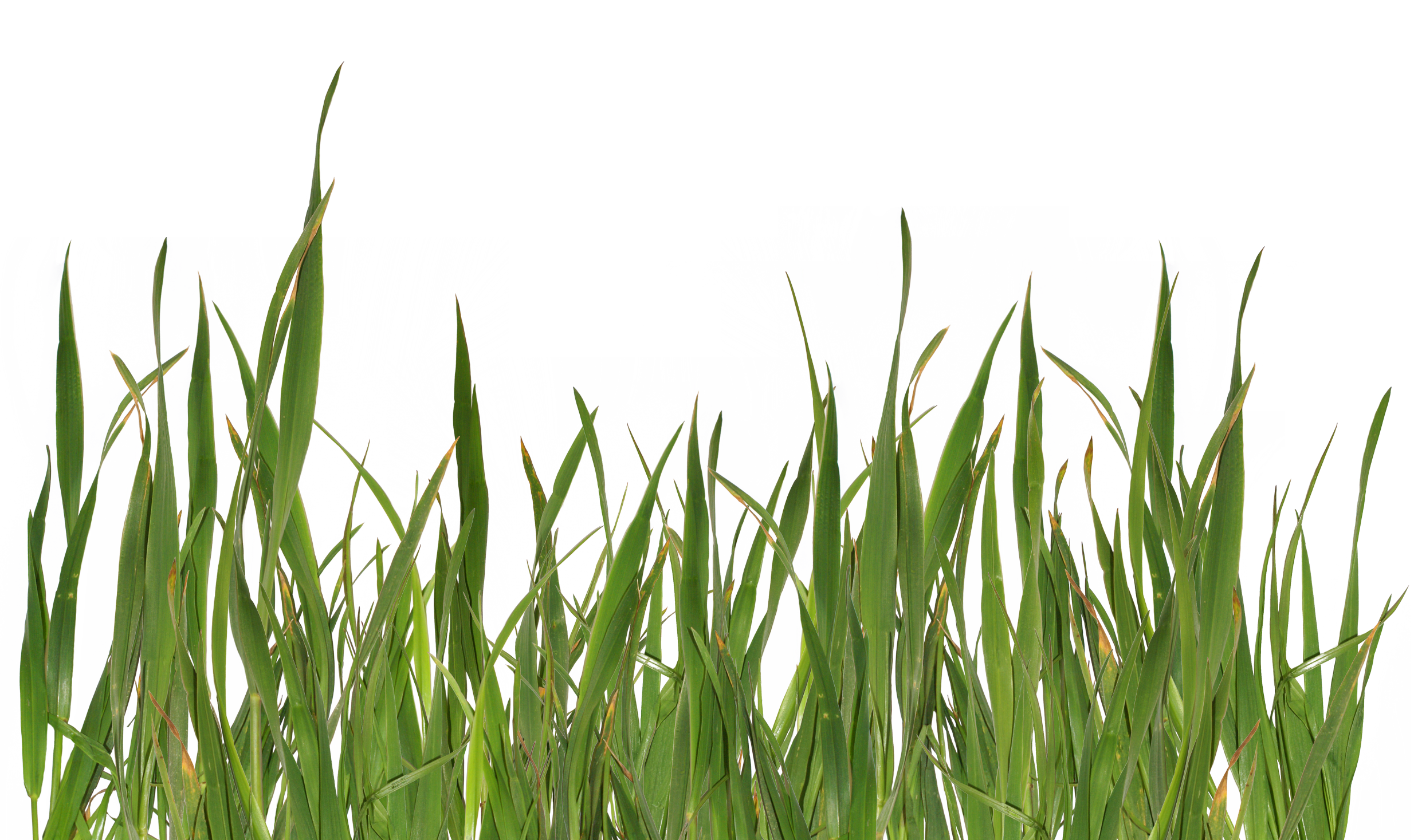 Grass PNG images, pictures.