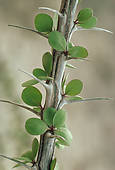 Stock Photo of Ocotillo, Fouquieria splendens, close up of a plant.