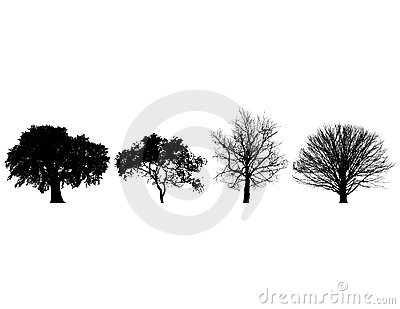 Set Of Four Trees Isolated Against Pure White Royalty Free Stock.