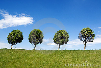 Set Of Four Trees Isolated Against Pure White Royalty Free Stock.