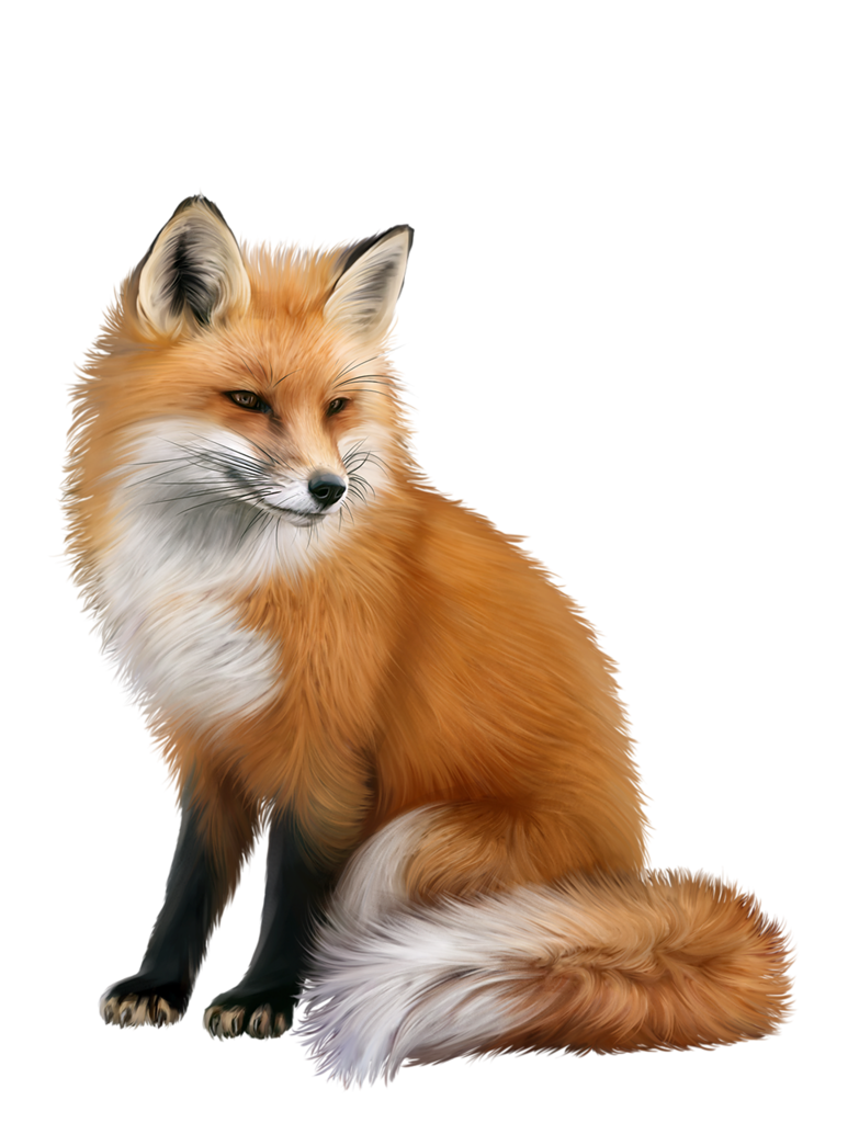 fox png 10 free Cliparts | Download images on Clipground 2024