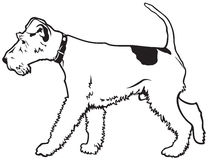 Fox Terrier Stock Illustrations.