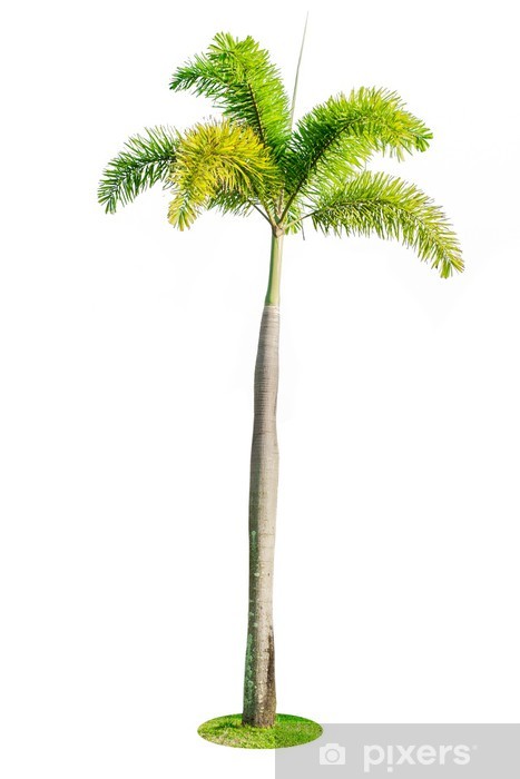 Foxtail palm tree isolated on white background Wall Mural.
