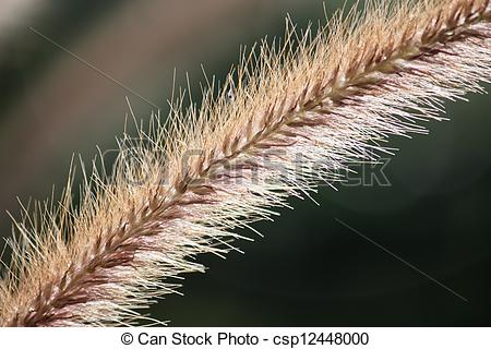 Stock Photography of Foxtail grass plant flower close up.